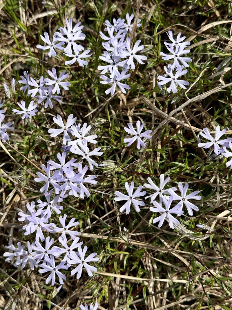 Phlox bifida subsp. stellaria photo 7