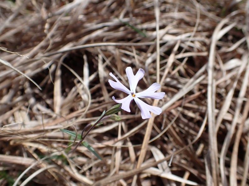 Phlox bifida subsp. stellaria photo 8