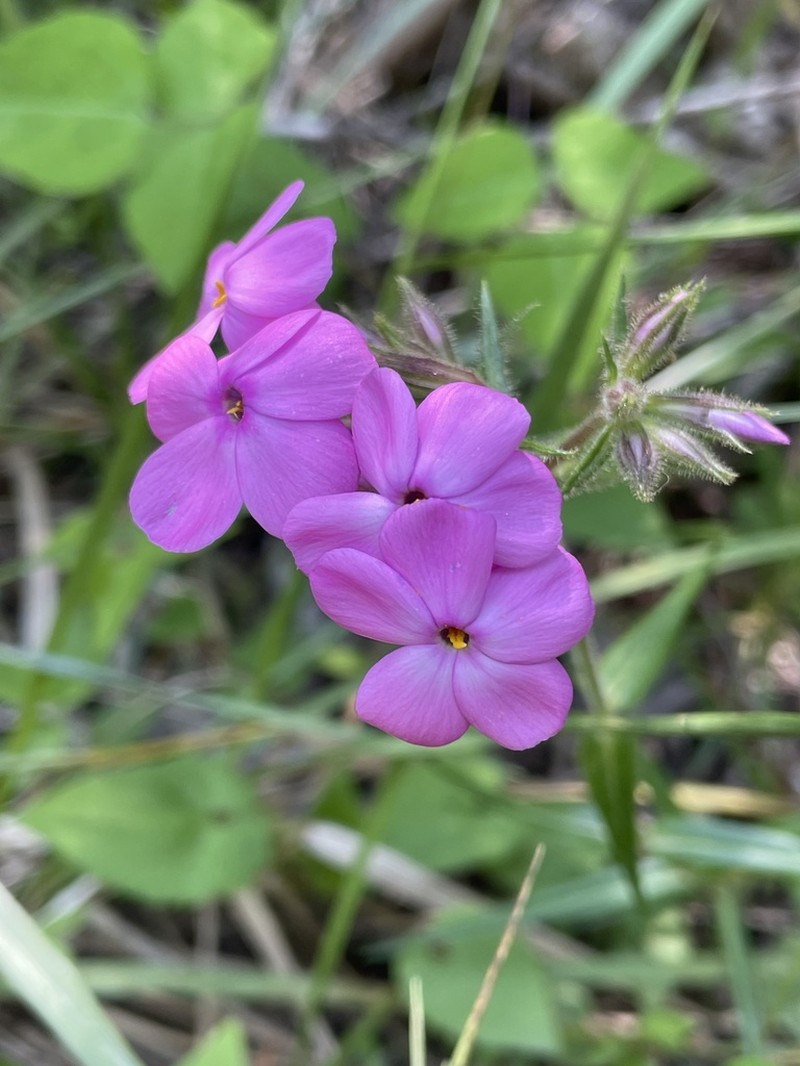 Swordleaf Phlox