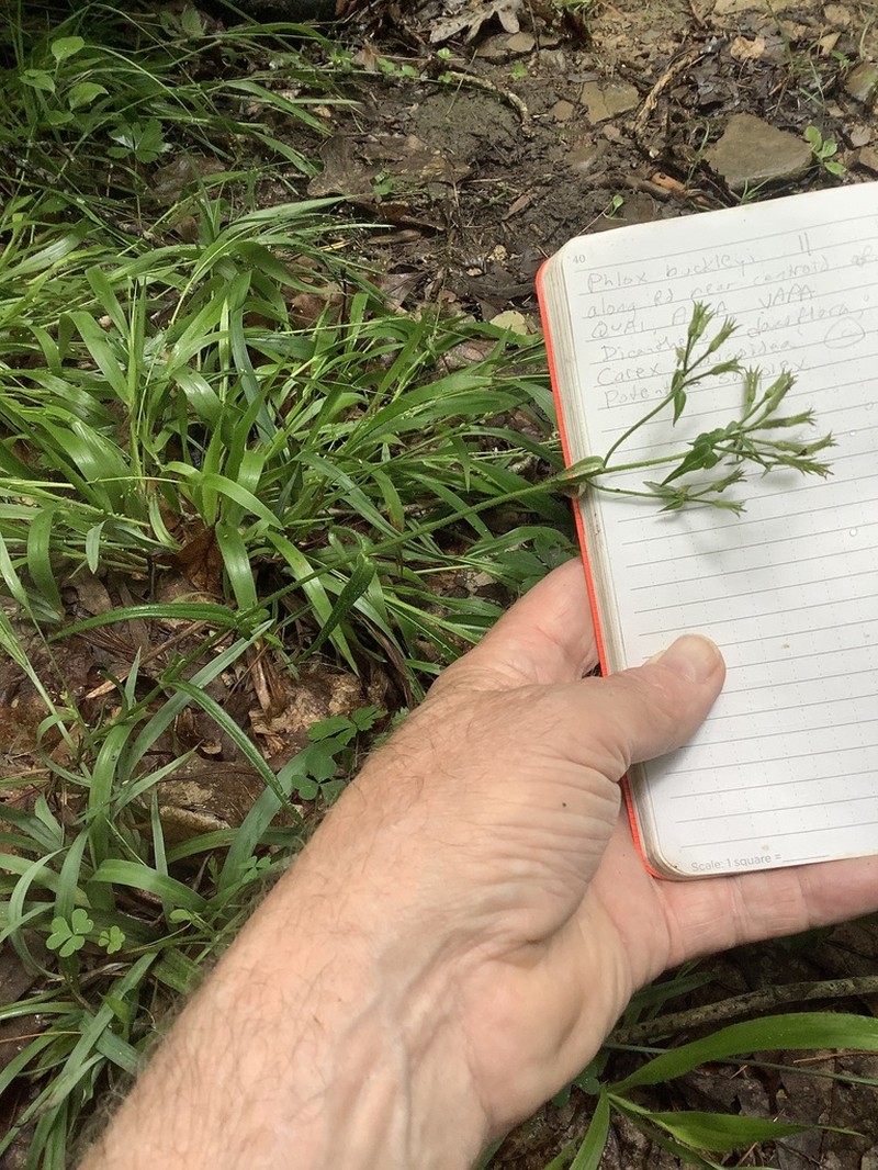 Swordleaf Phlox photo 2