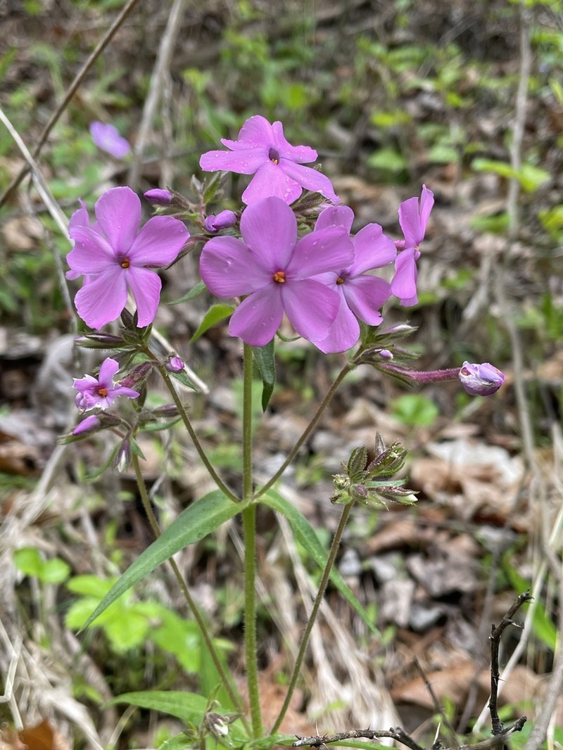 Swordleaf Phlox photo 3