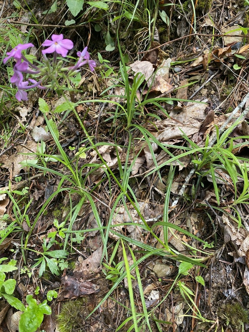 Swordleaf Phlox photo 4