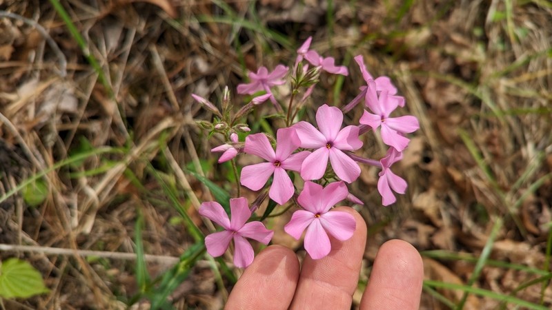 Swordleaf Phlox photo 5