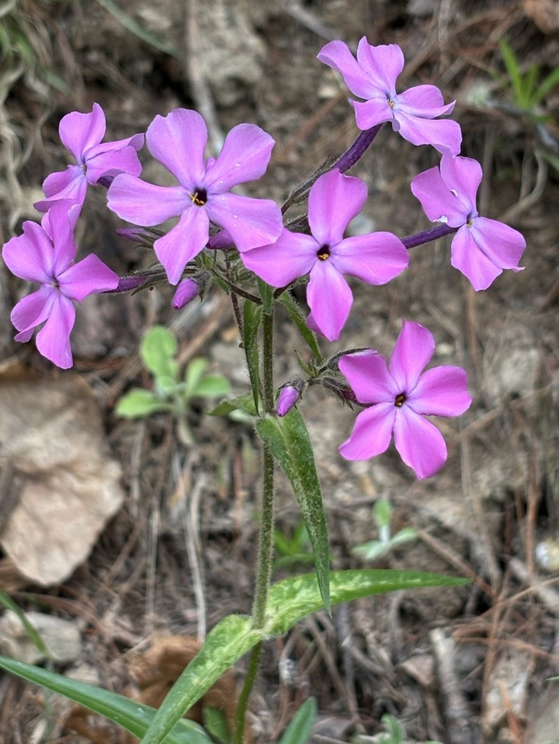 Swordleaf Phlox photo 6