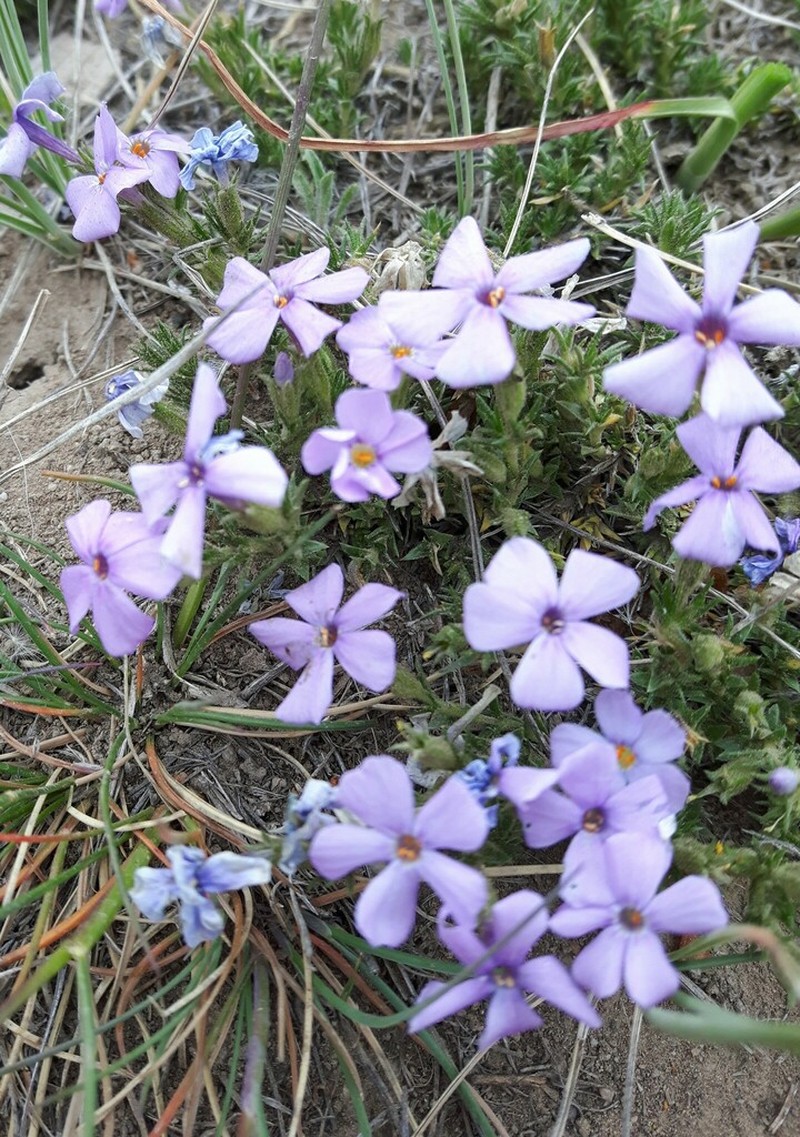 Tufted Phlox photo 3