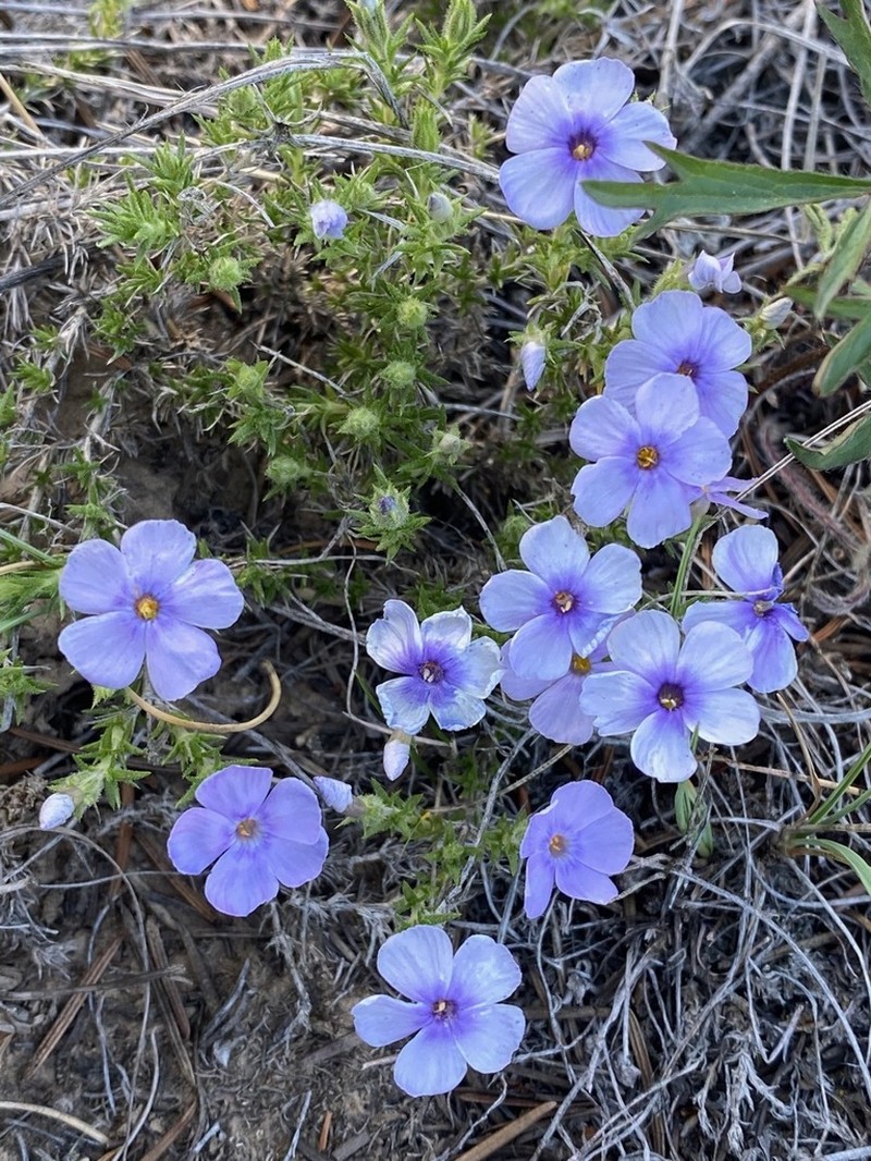 Tufted Phlox photo 4