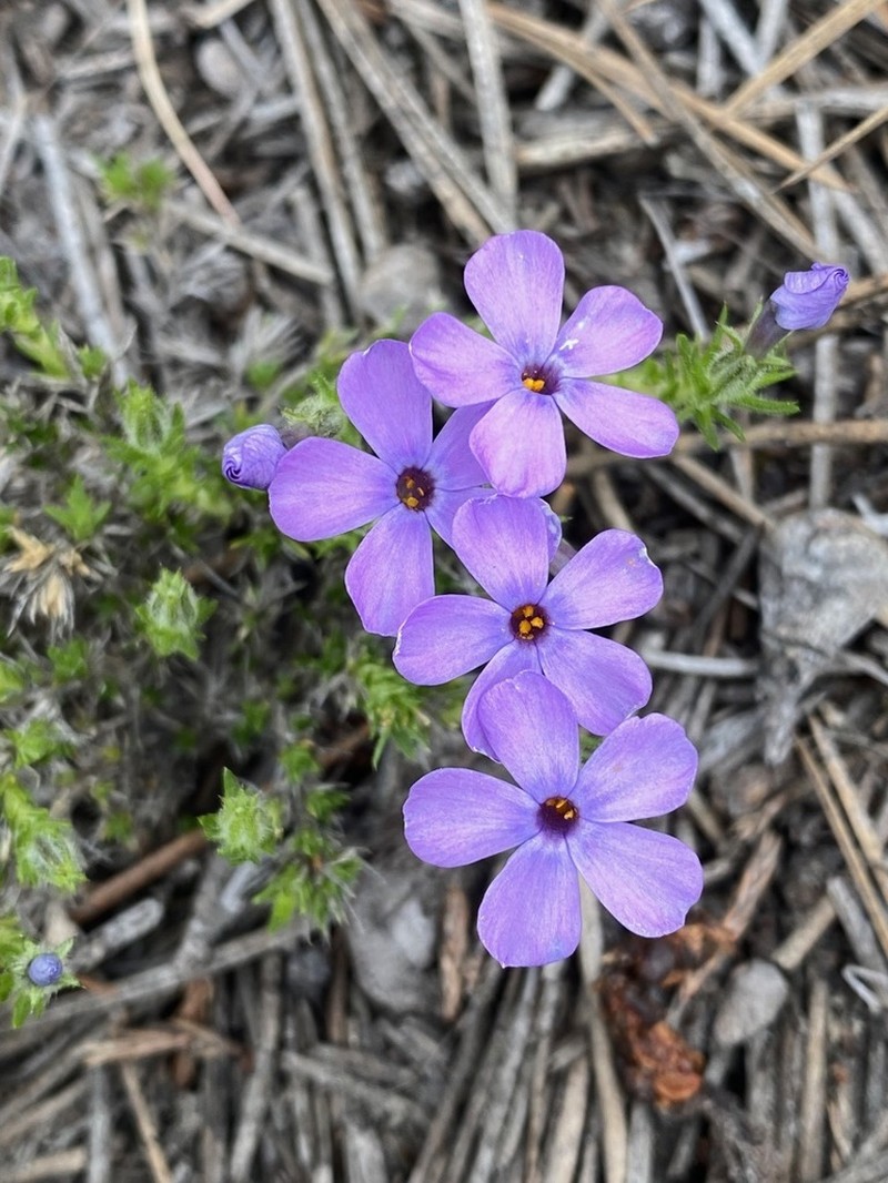 Tufted Phlox photo 5