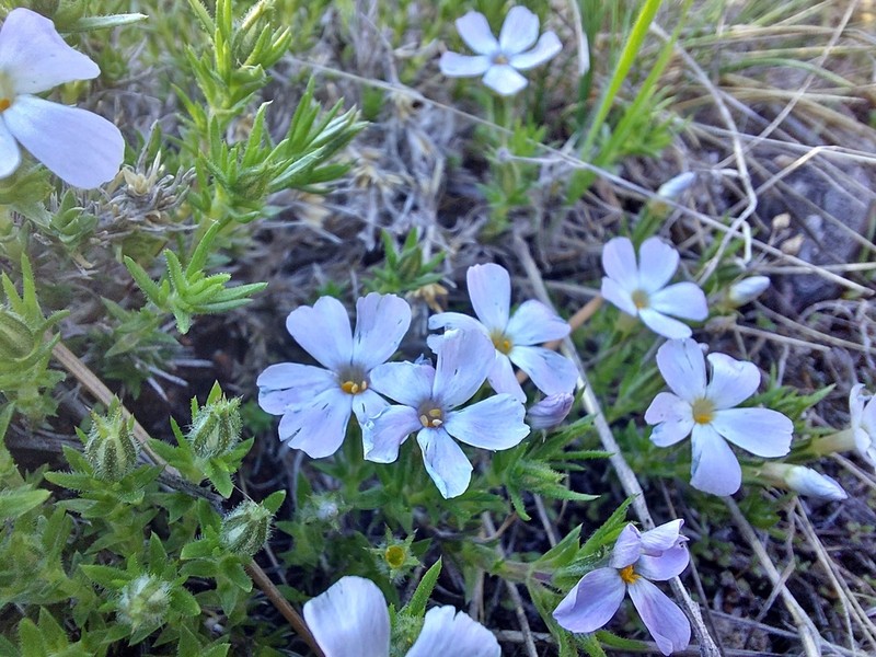 Tufted Phlox photo 6