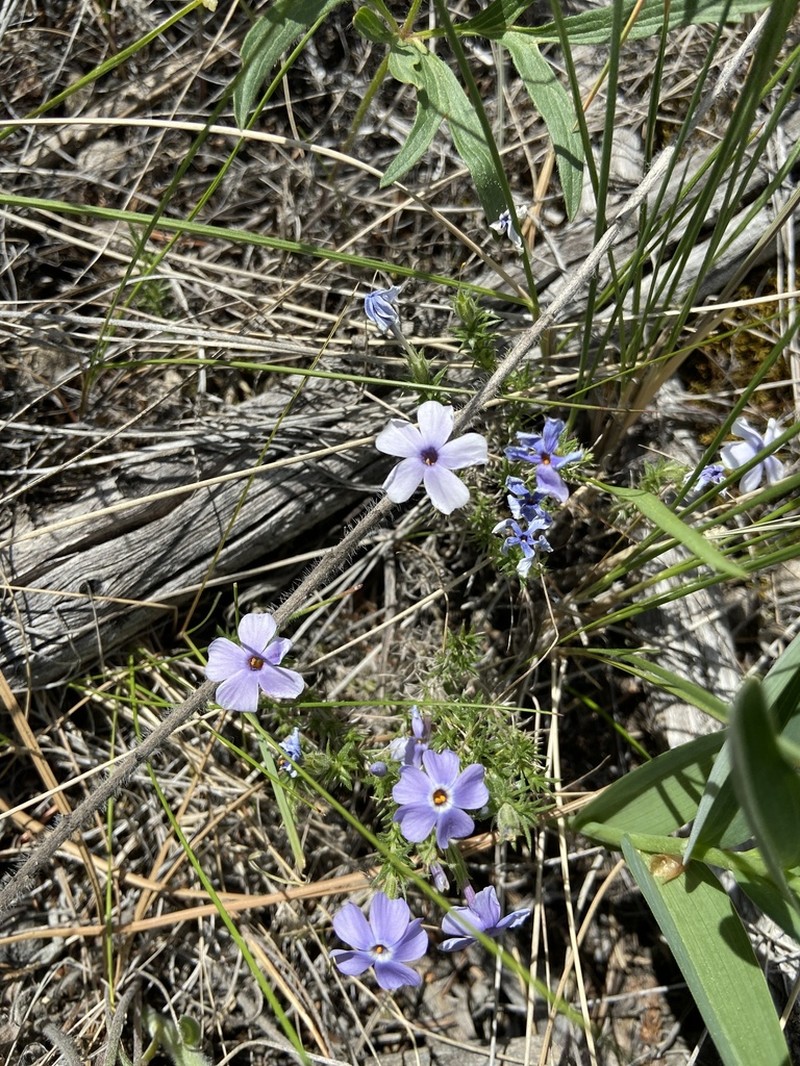 Tufted Phlox photo 8