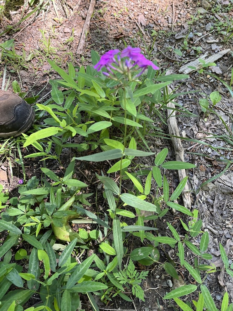 Thickleaf Phlox