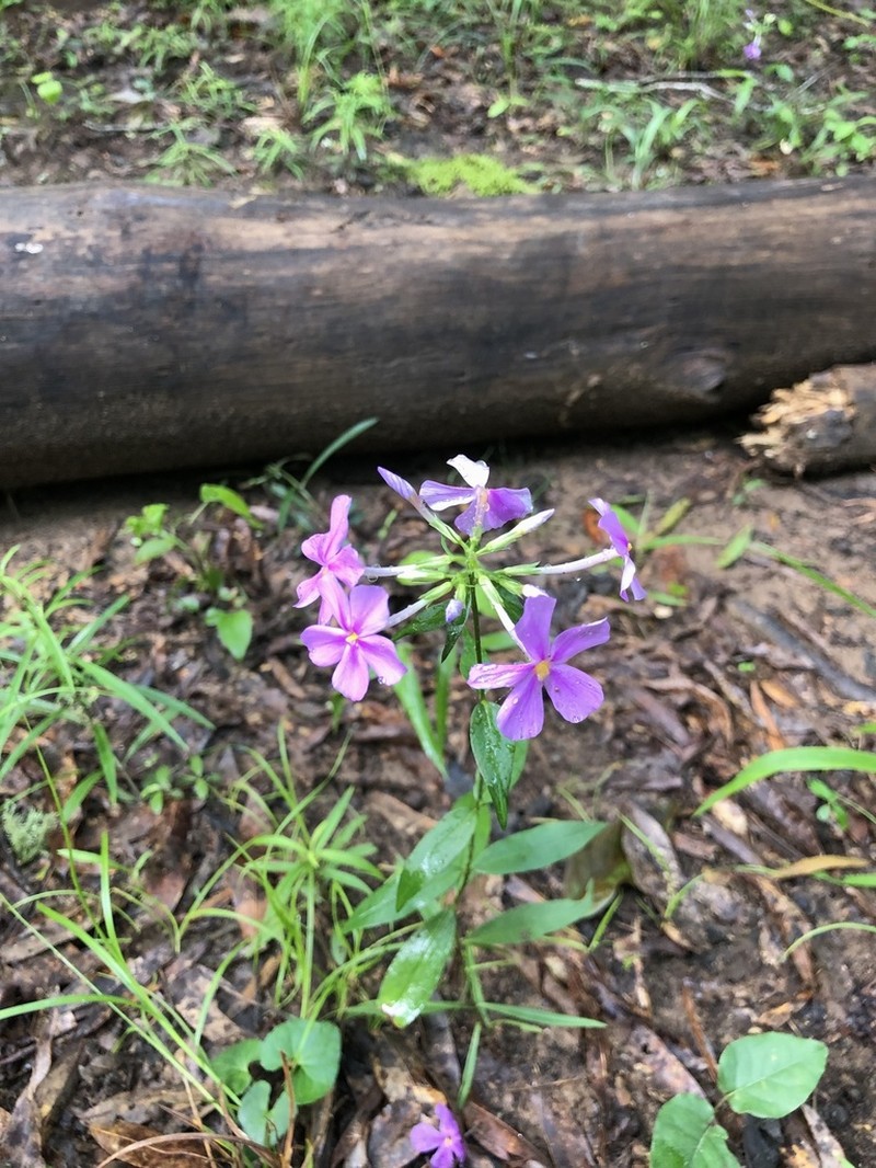Thickleaf Phlox photo 2