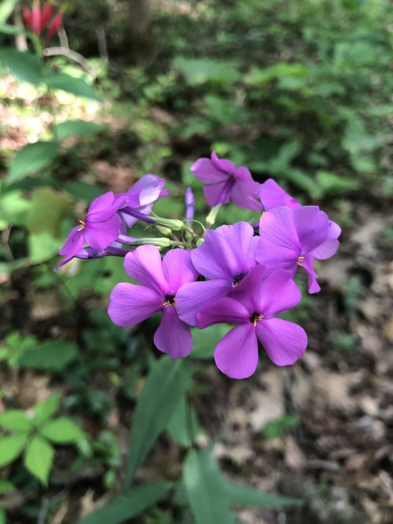 Thickleaf Phlox photo 3