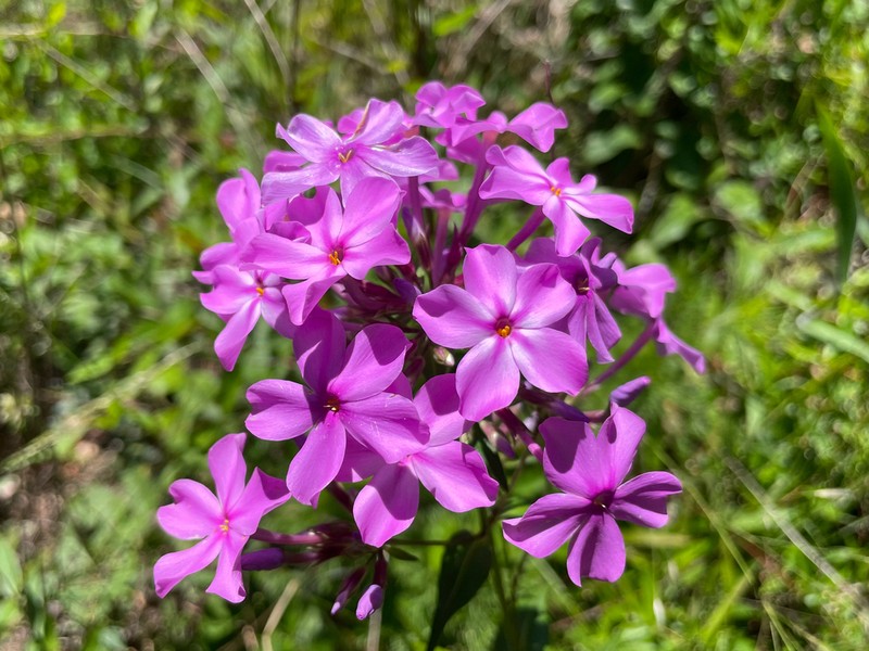 Thickleaf Phlox photo 4