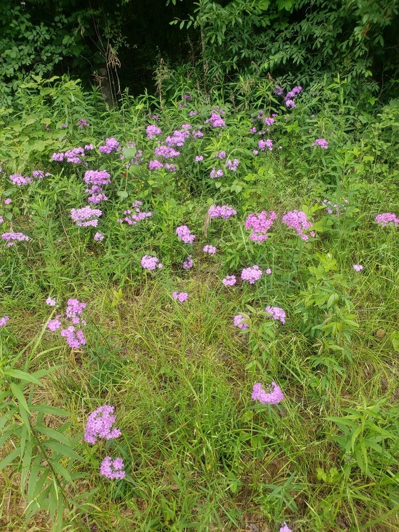 Thickleaf Phlox photo 5