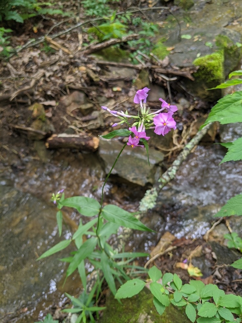 Thickleaf Phlox photo 6