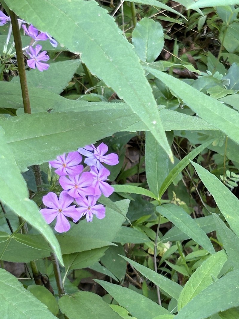 Thickleaf Phlox photo 7