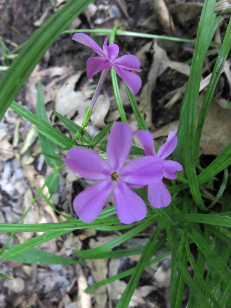 Thickleaf Phlox photo 8