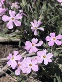 Clove Phlox