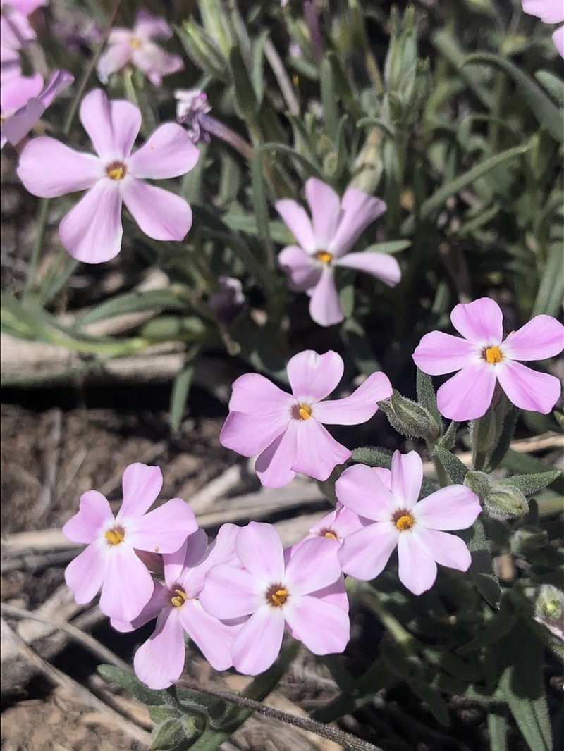 Clove Phlox