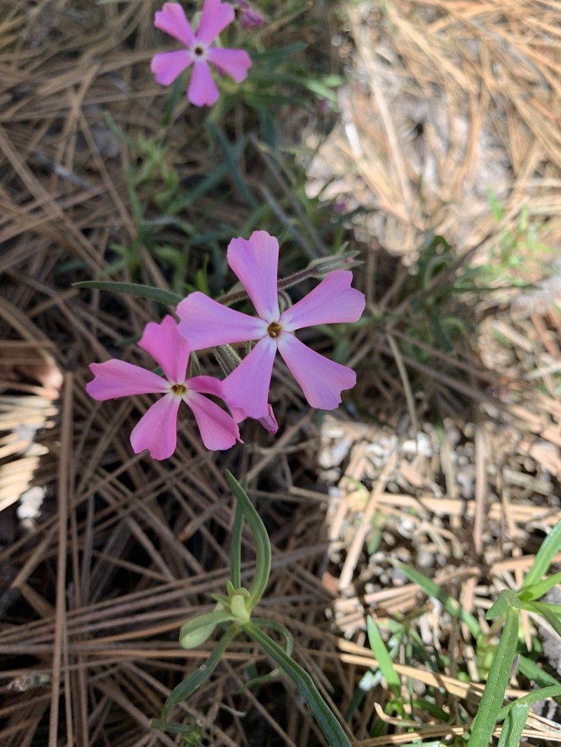 Clove Phlox photo 2