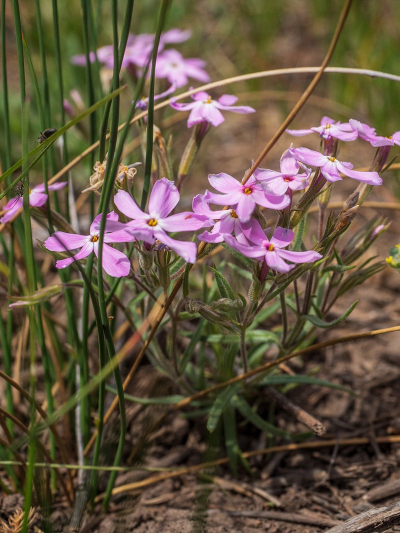 Clove Phlox photo 3