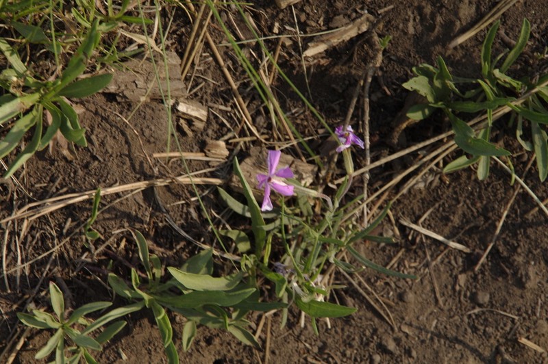 Clove Phlox photo 4