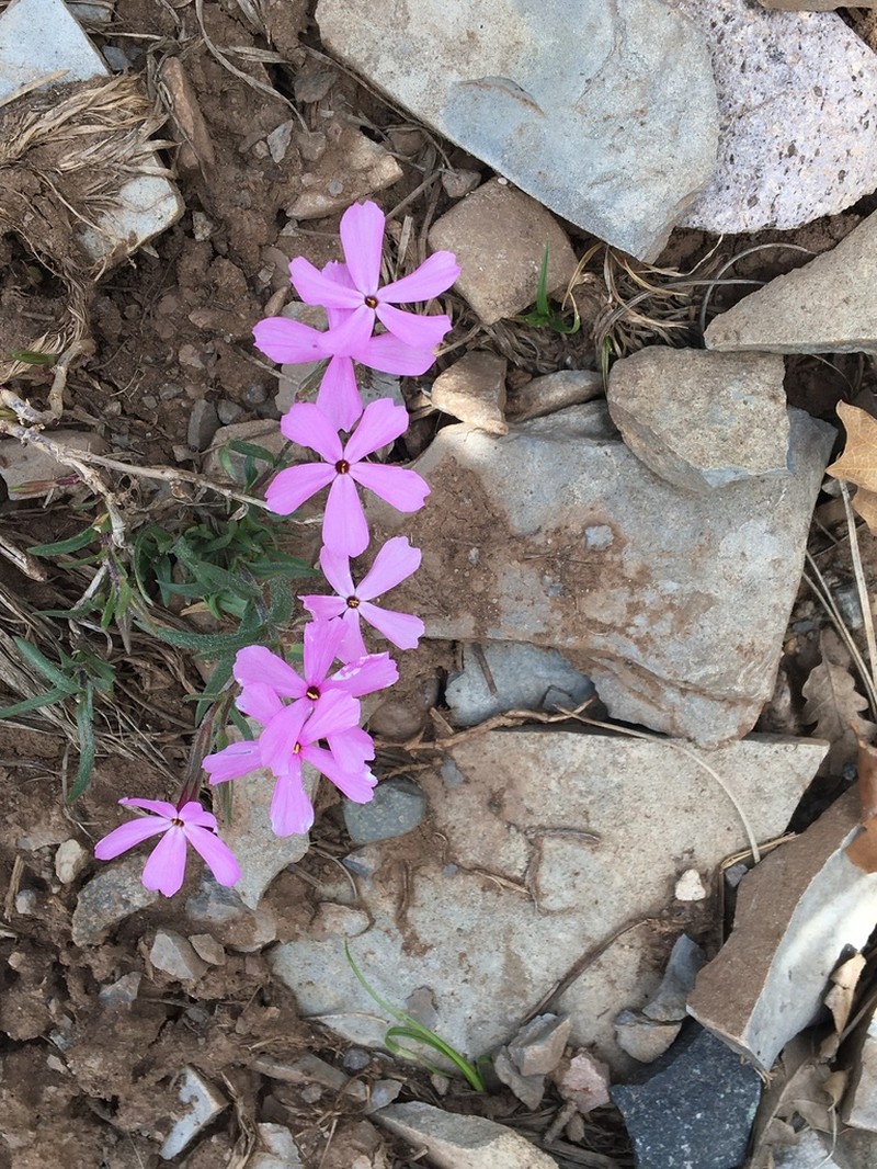 Clove Phlox photo 5