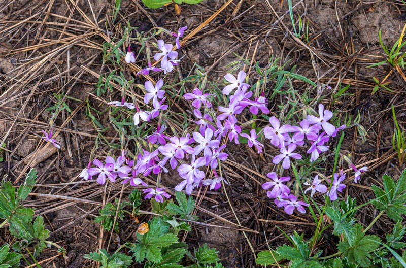 Clove Phlox photo 6