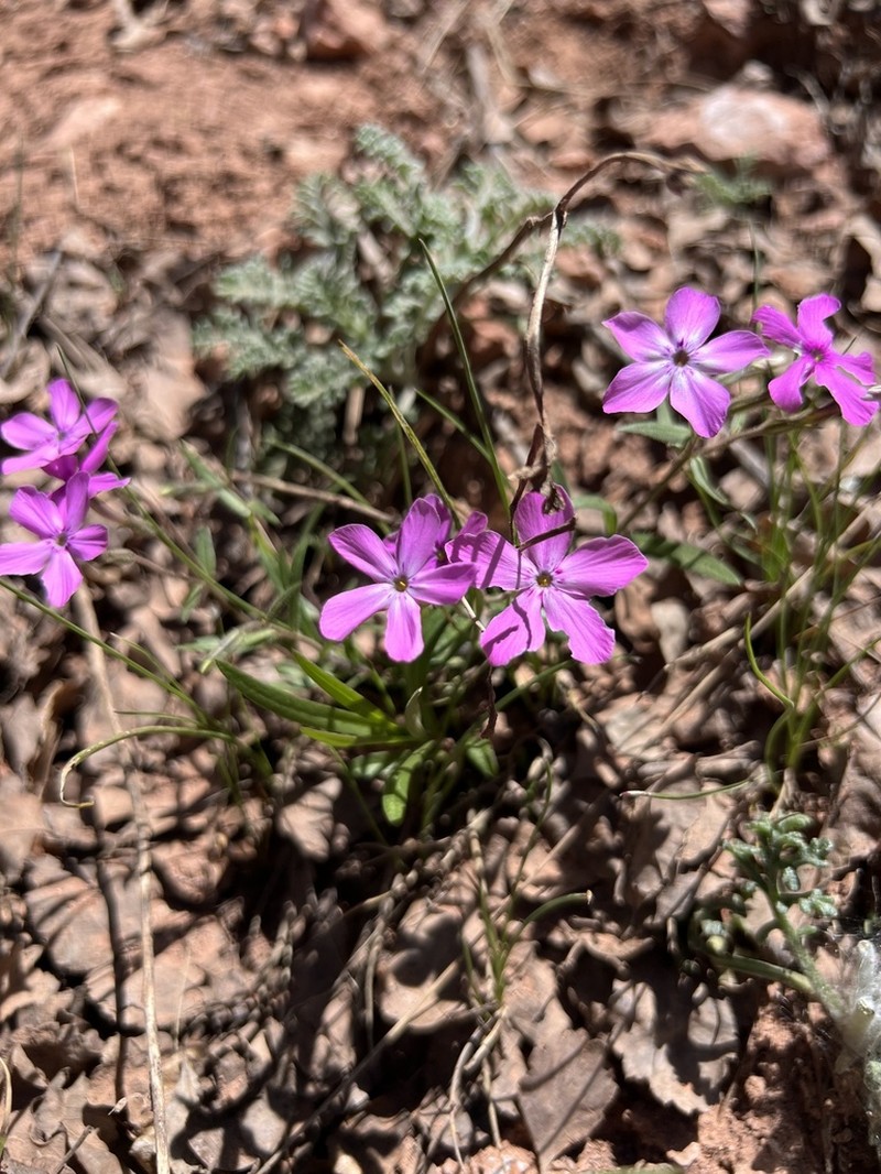 Navajo Mountain Phlox photo 3