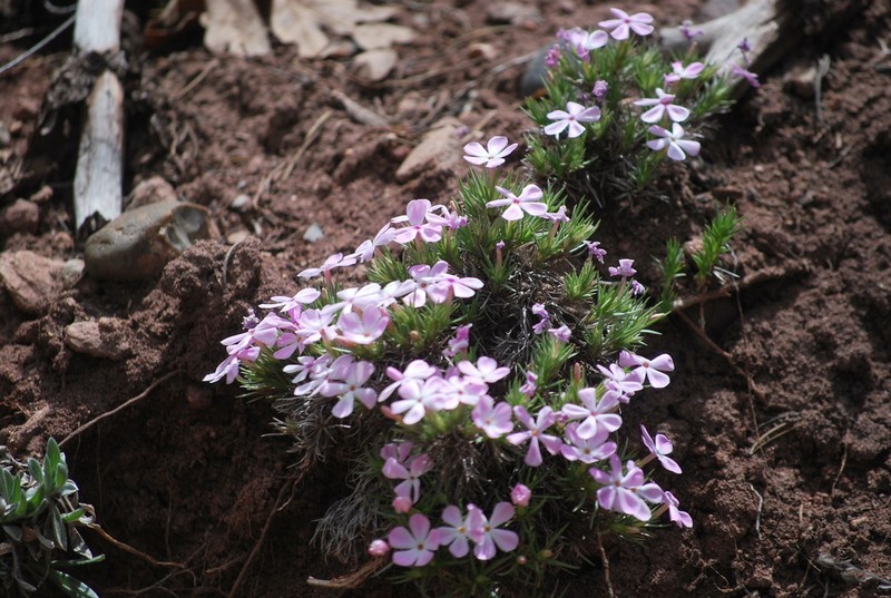 Navajo Mountain Phlox photo 4
