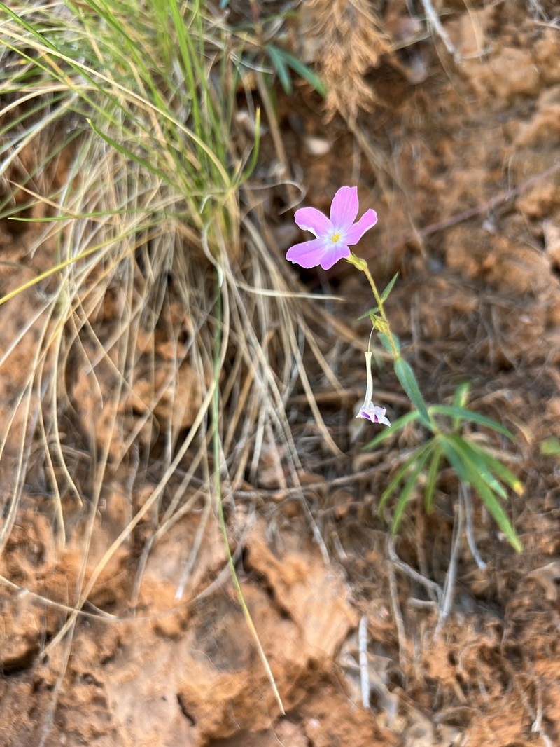 Navajo Mountain Phlox photo 5