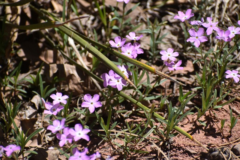 Navajo Mountain Phlox photo 6