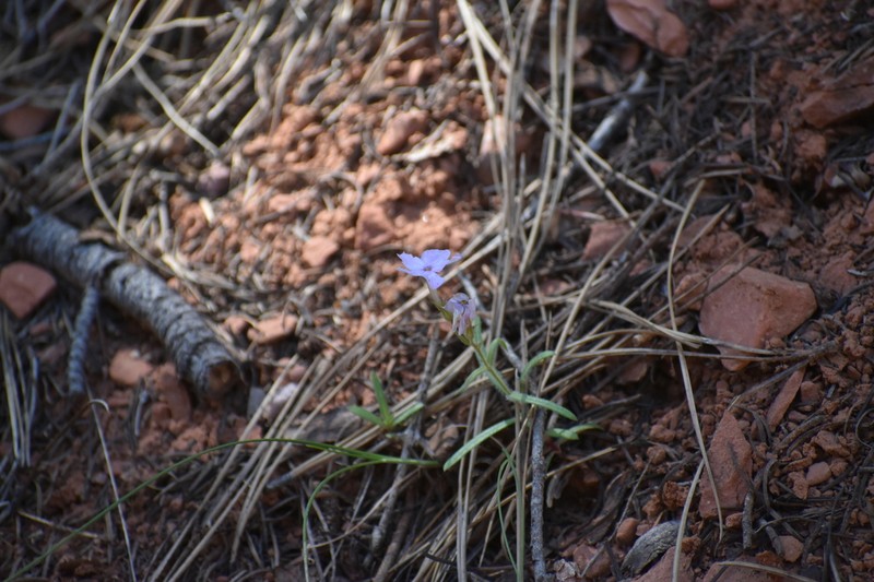 Navajo Mountain Phlox photo 7