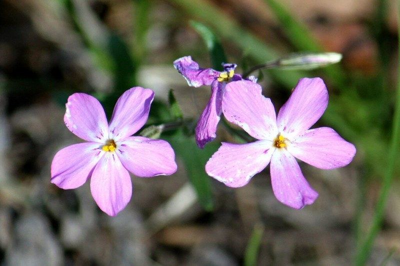 Navajo Mountain Phlox