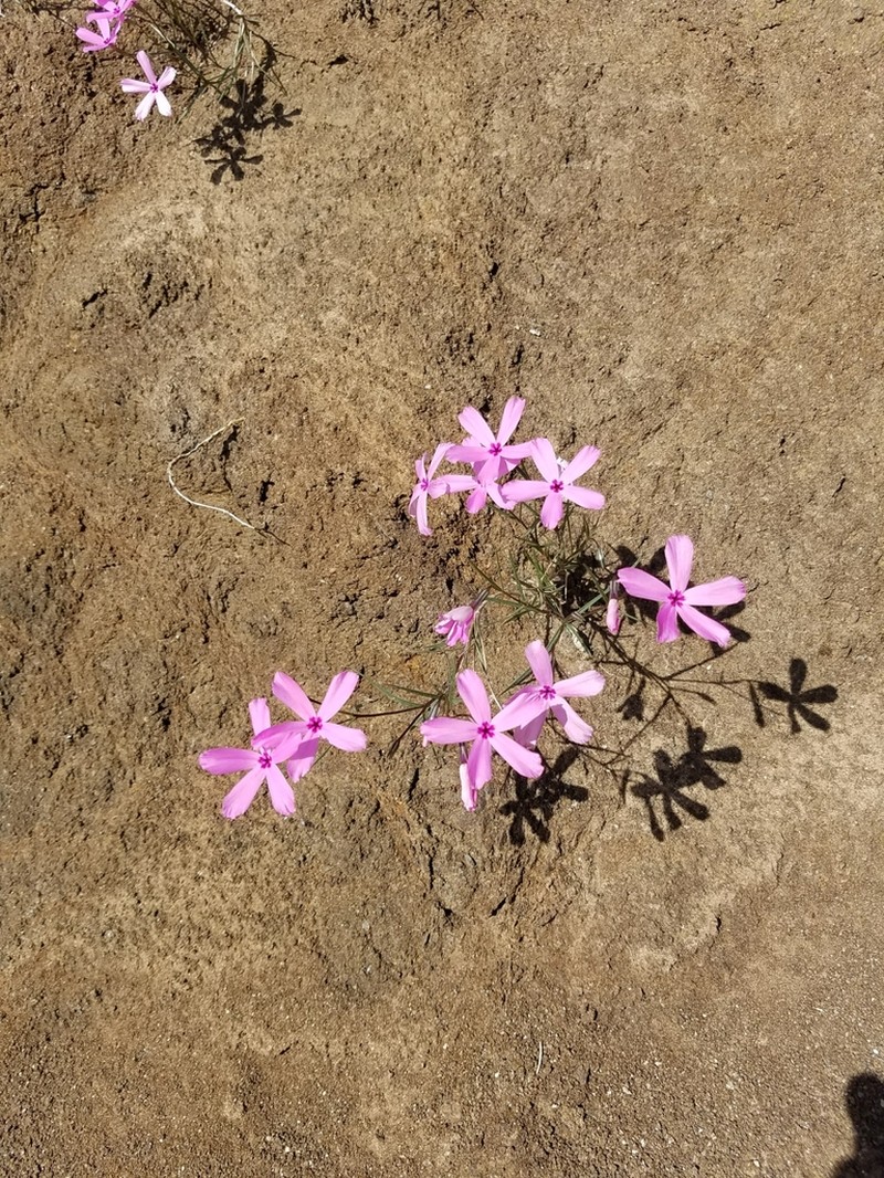 Snake River Phlox