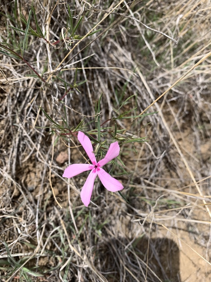 Snake River Phlox photo 2