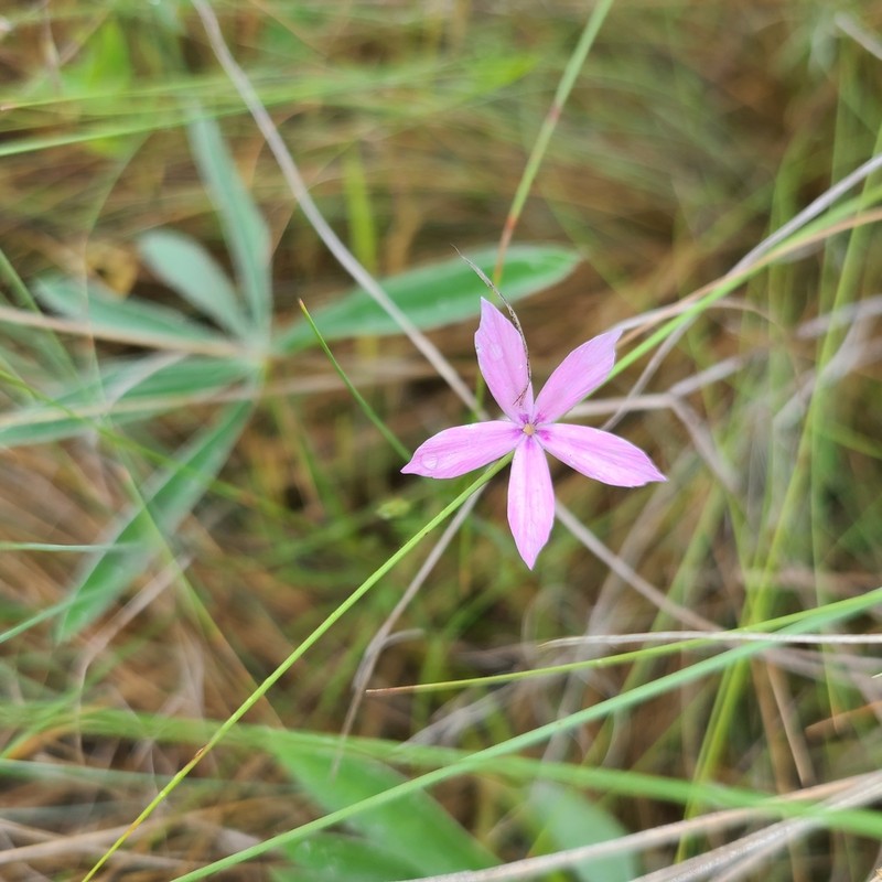 Snake River Phlox photo 3