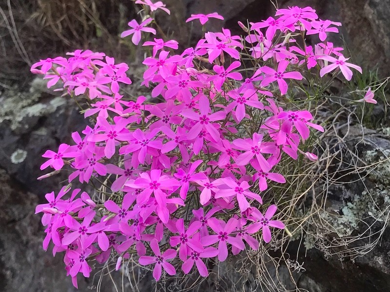 Snake River Phlox photo 4