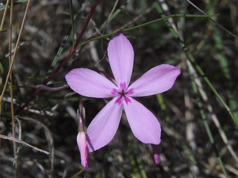 Snake River Phlox photo 5