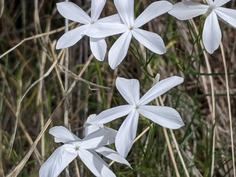 Snake River Phlox photo 6