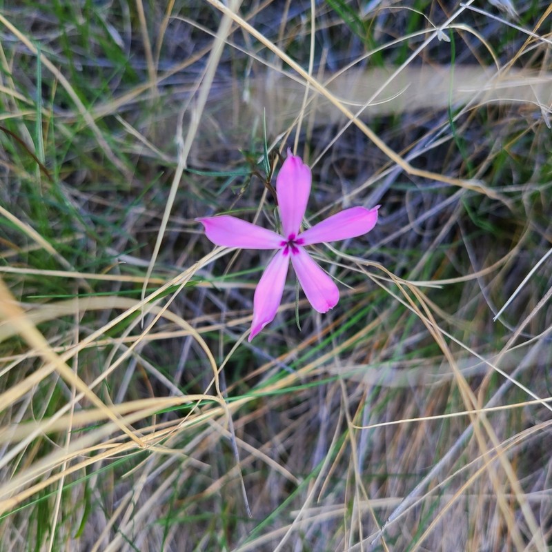 Snake River Phlox photo 7