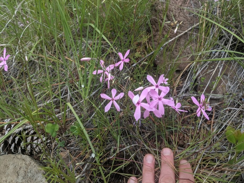 Snake River Phlox photo 8