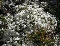 Dwarf Phlox