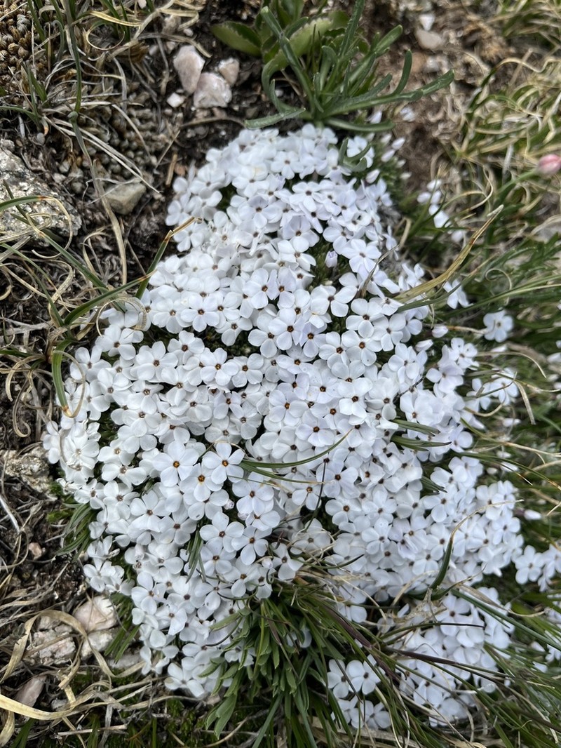 Dwarf Phlox photo 4
