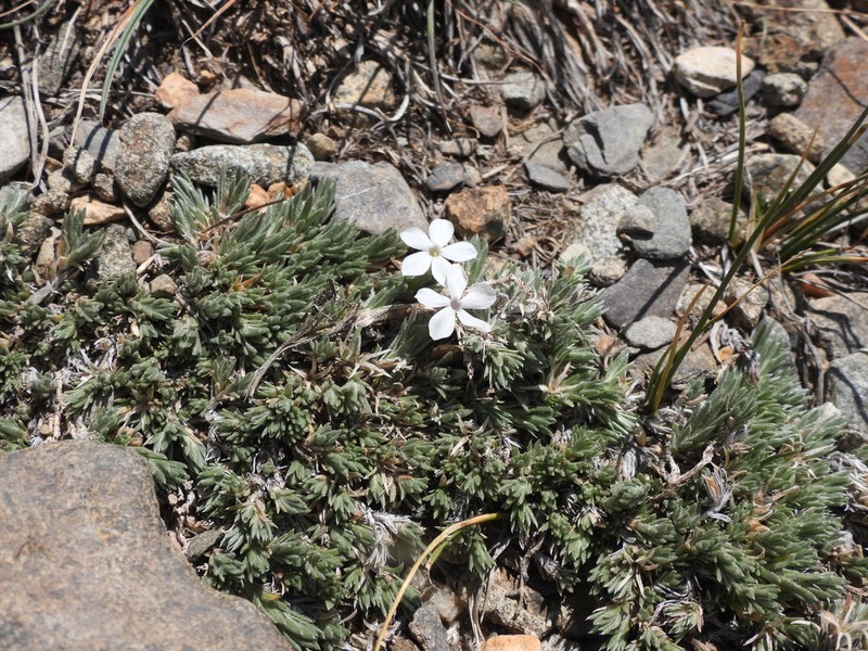 Dwarf Phlox photo 5