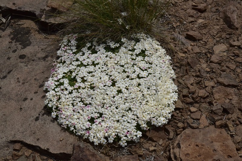 Dwarf Phlox photo 6