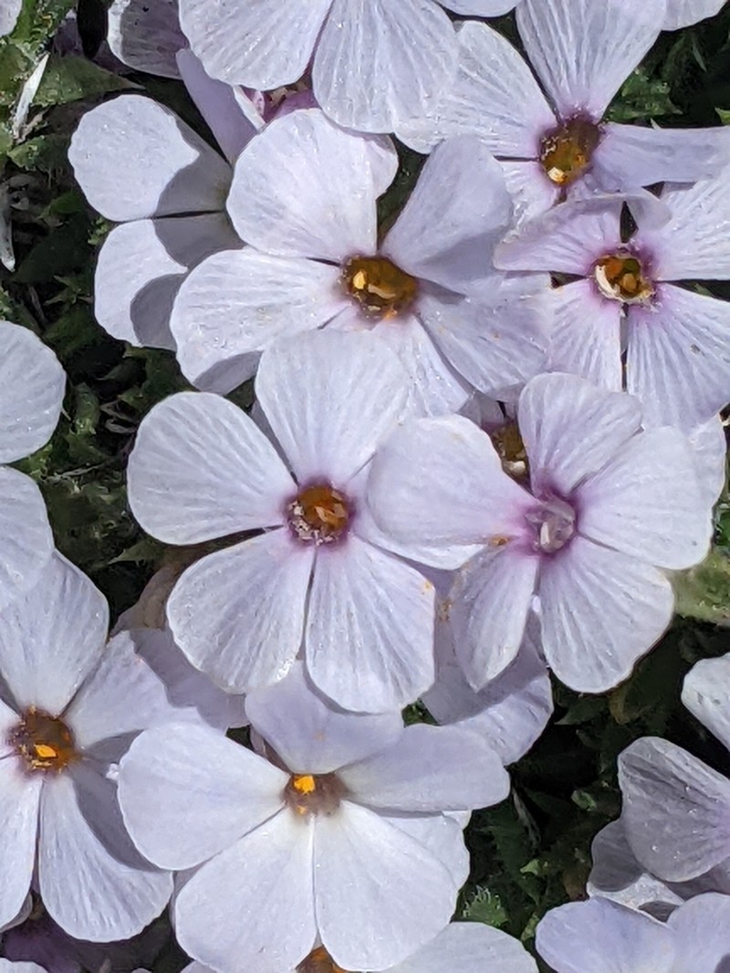Dwarf Phlox photo 7