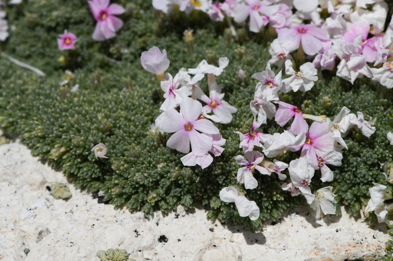 Dwarf Phlox photo 8