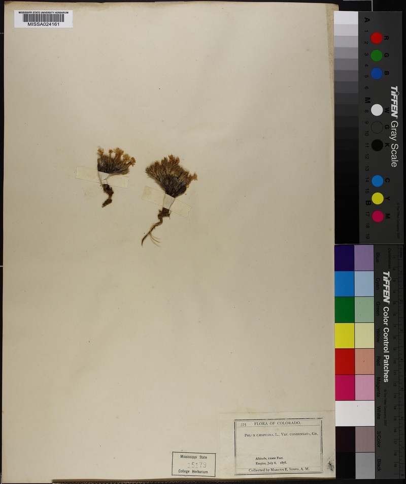 Phlox condensata subsp. condensata photo 2