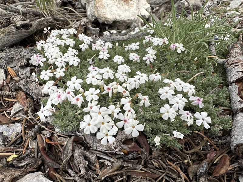 Coville's Phlox